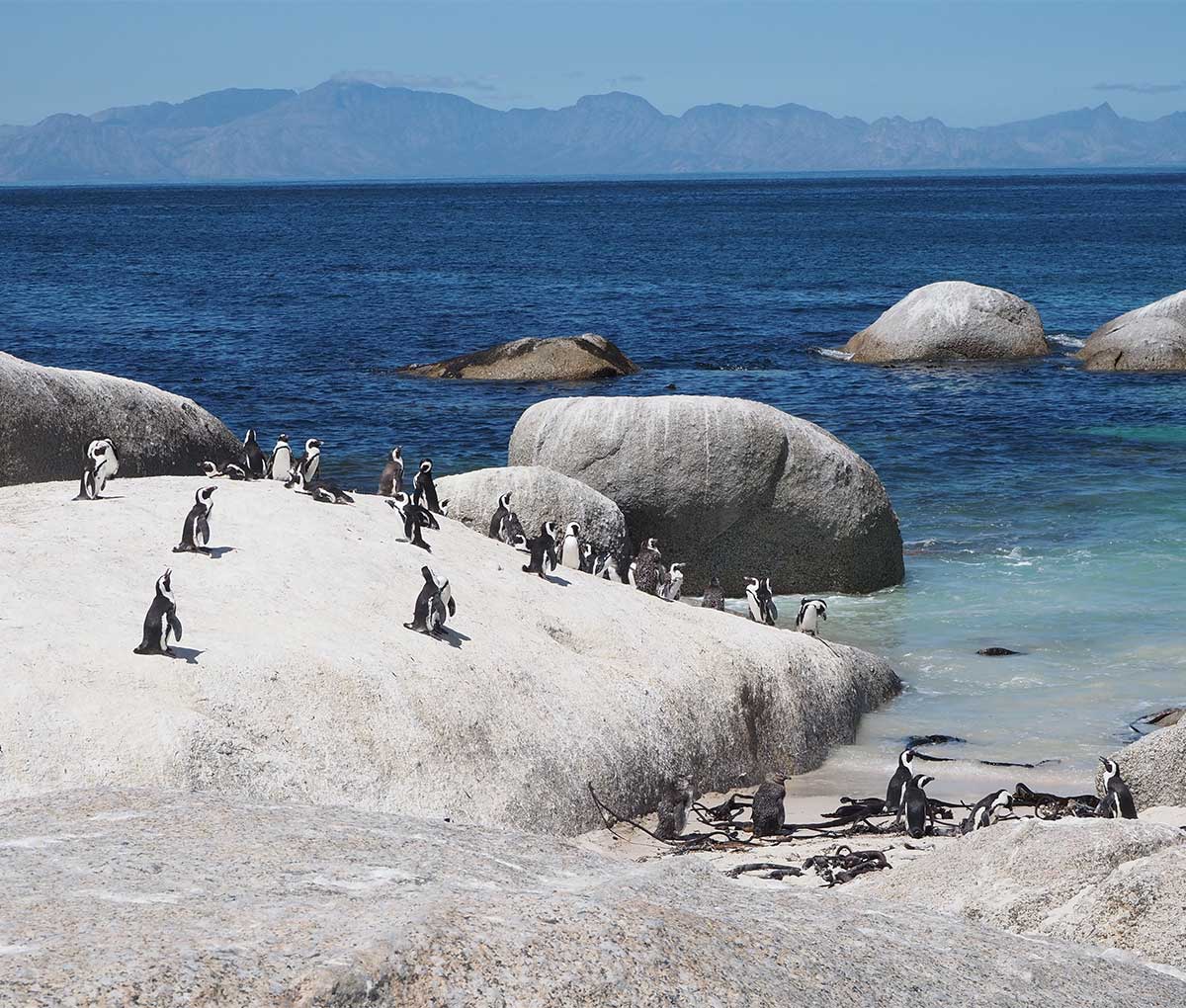 Penguins at Boulders Beach on the Cape Peninsula