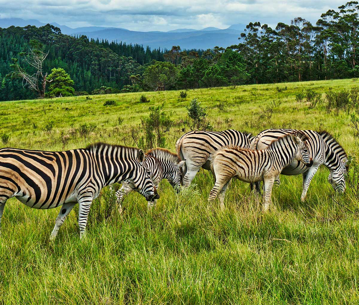 Wildlife on a private game reserve near Cape Town