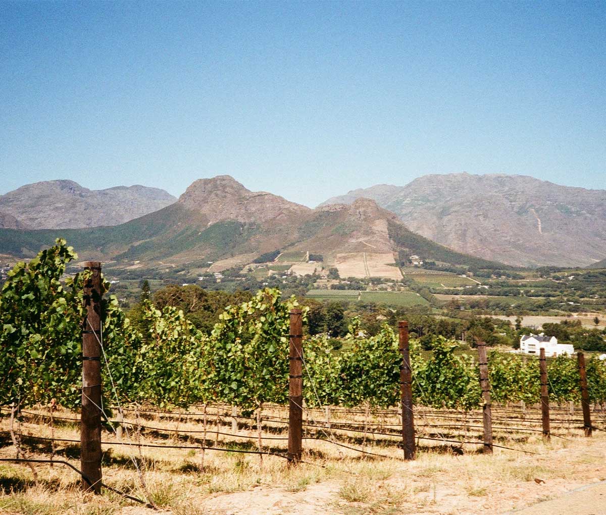 Vineyards in the Cape Winelands